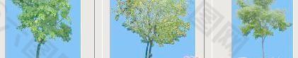 腊肠树——植物素材