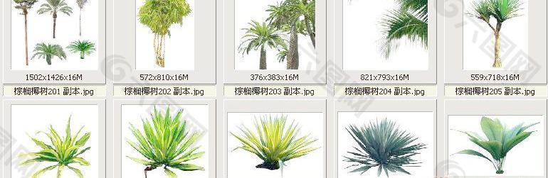 棕榈椰树201-210——植物素材
