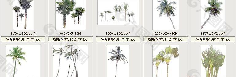 棕榈椰树151-160——植物素材