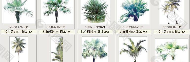棕榈椰树091-100——植物素材