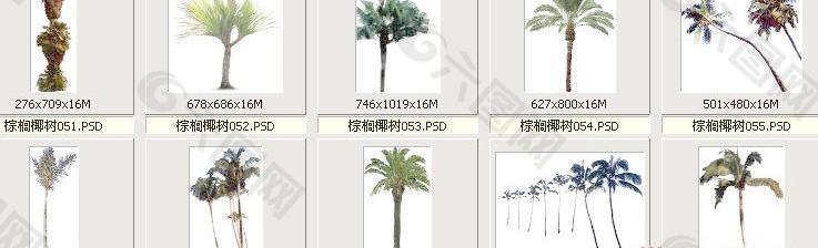 棕榈椰树051-060——植物素材