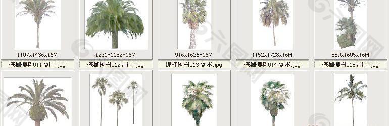 棕榈椰树011-020——植物素材