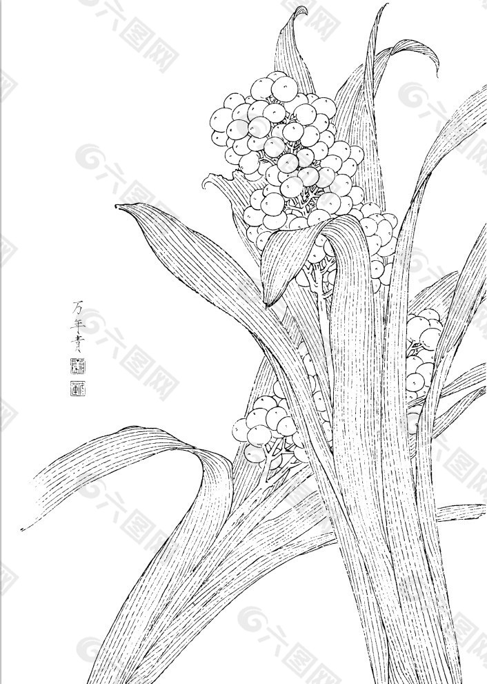 国画白描百花线稿万年