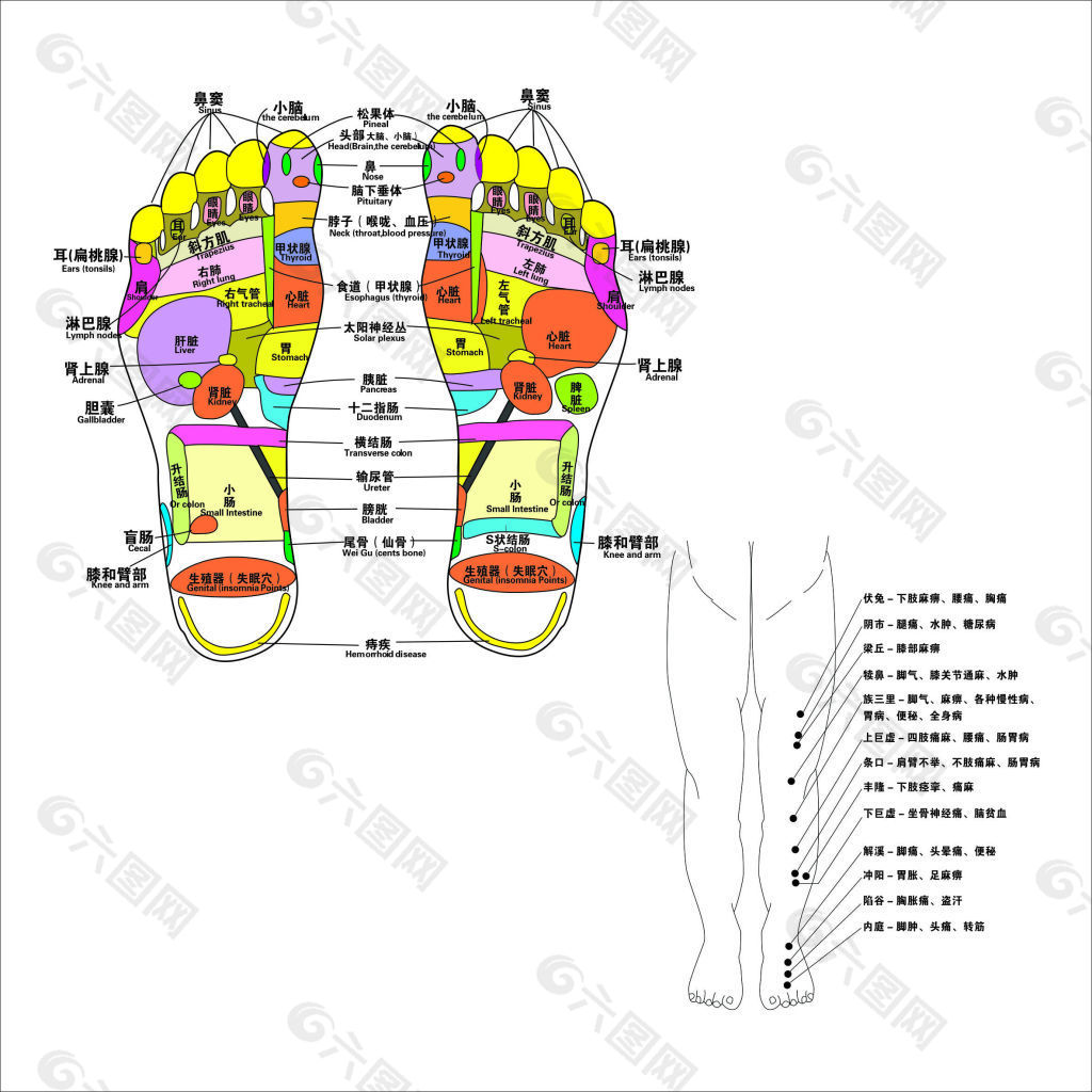 足疗穴位图