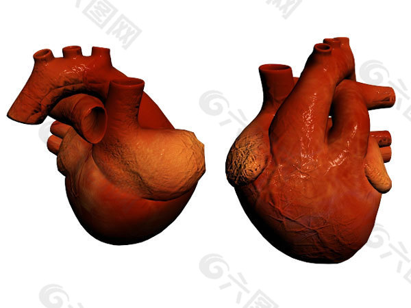 心脏模型