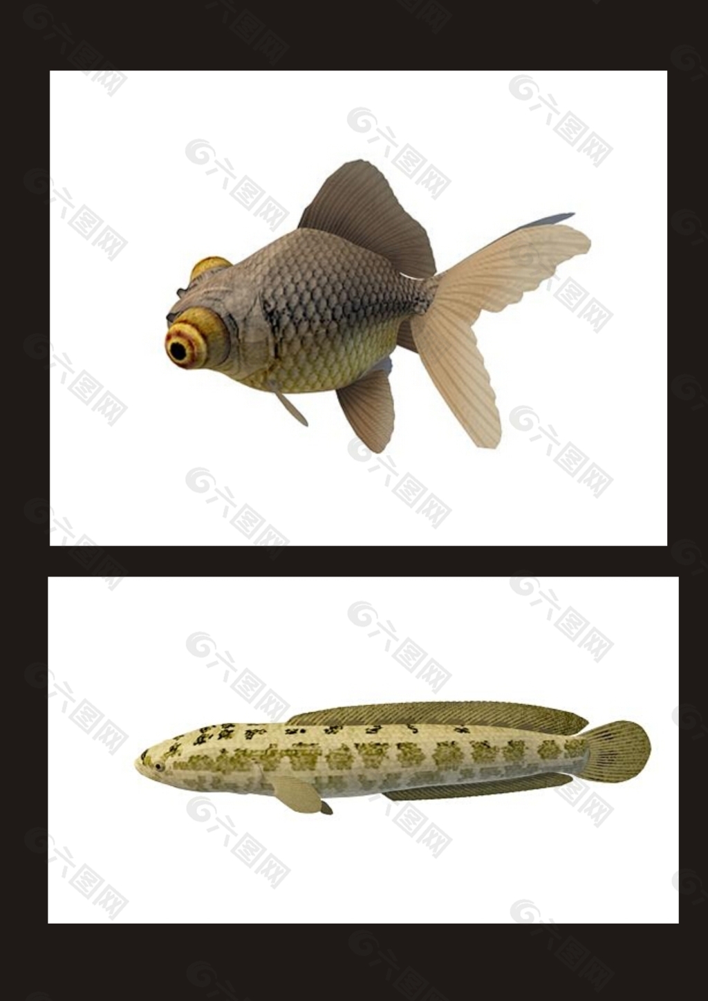 黑金鱼3d模型