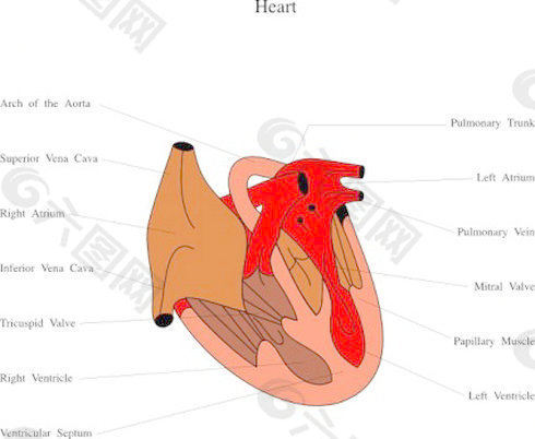 心脏医学图剪辑艺术3