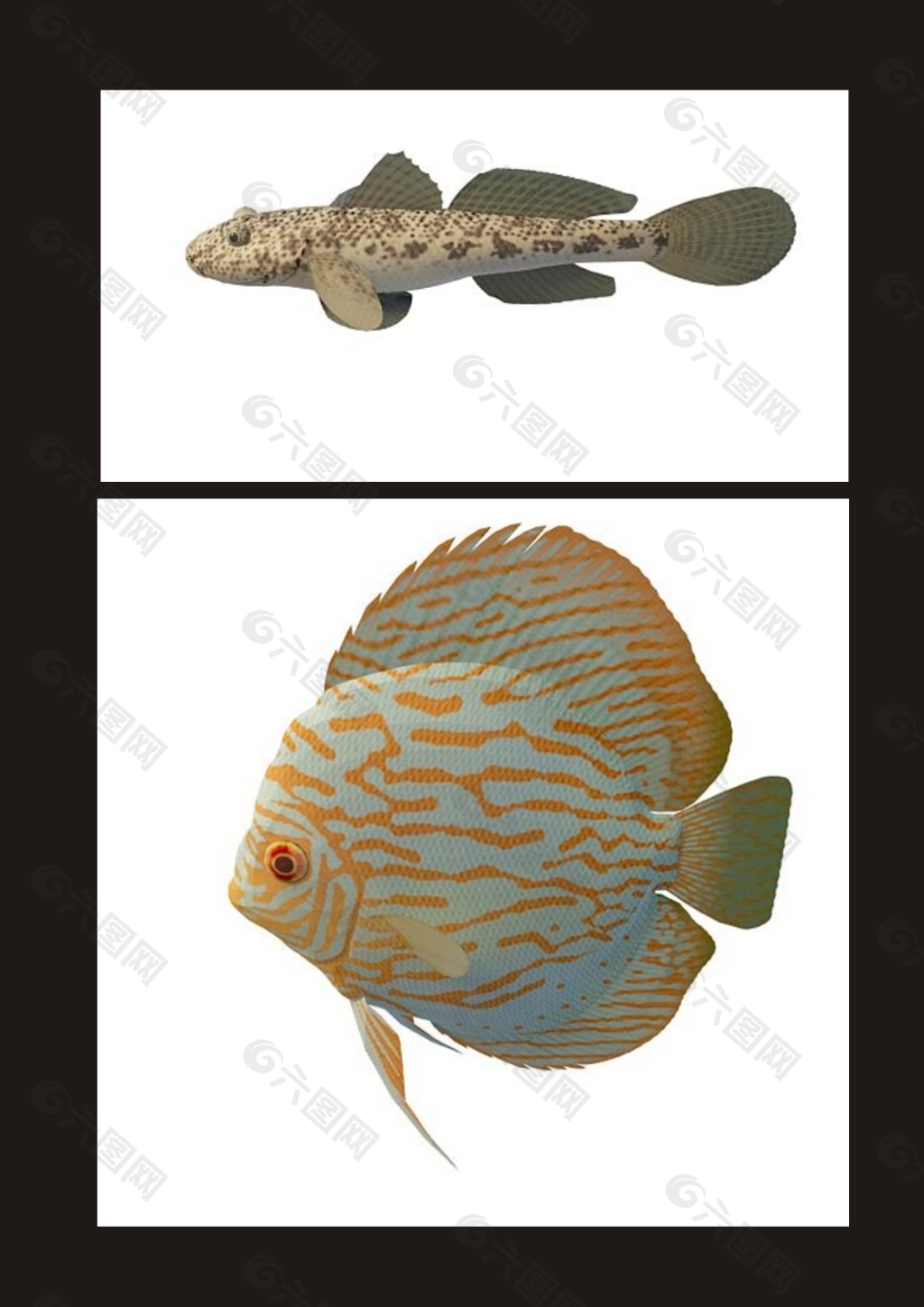 热带鱼墨鱼3d模型