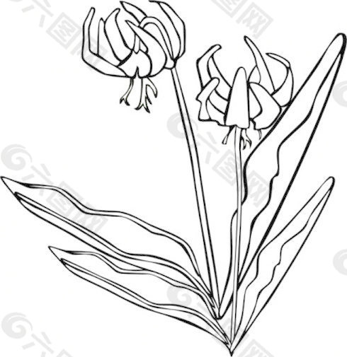 GG Erythronium桔梗轮廓剪贴画