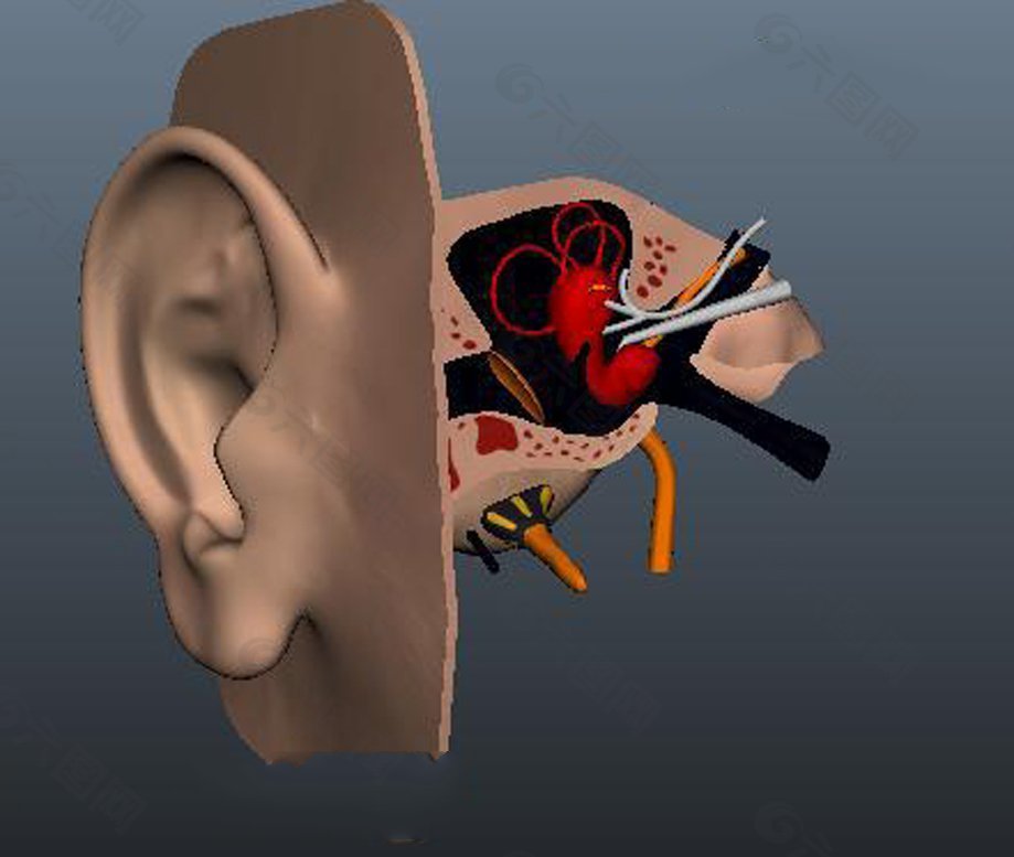 人体耳朵结构
