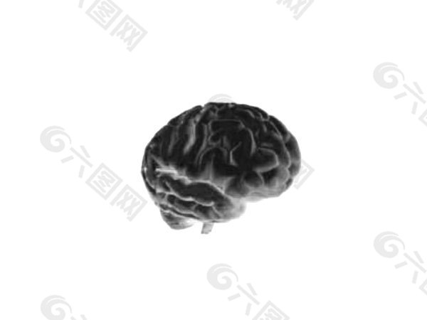 人脑模型