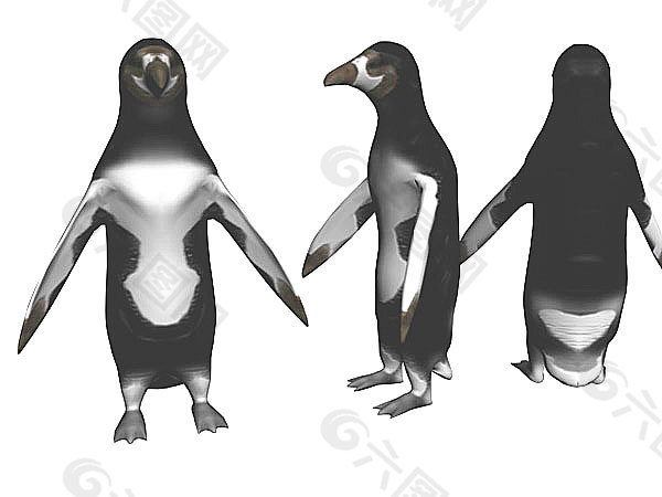 企鹅模型