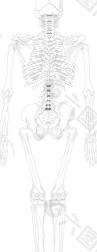 人类的骨骼没有文本没有彩色剪贴画