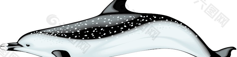 海豚3