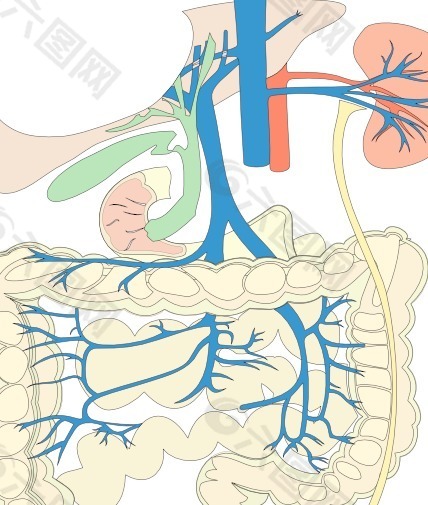 消化器官的医学图剪贴画