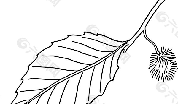 山毛榉叶轮廓的剪贴画