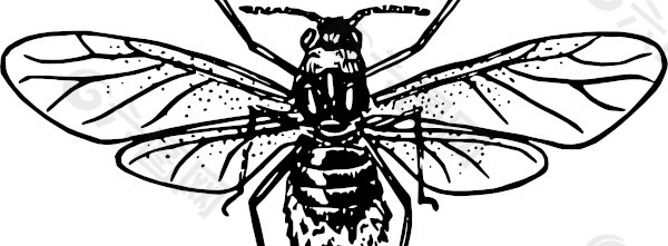 蚜虫的剪辑艺术