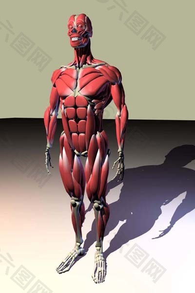 人体肌肉模型设计