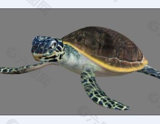 海龟模型模型