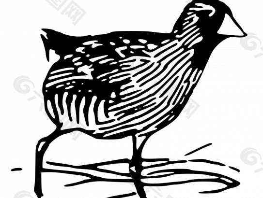 索拉秧鸡水鸟矢量图像