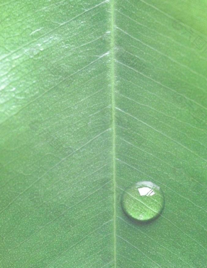 芭蕉叶上的水滴图片