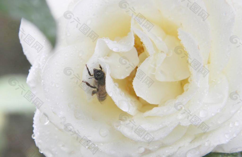 白玫瑰特写 蜜蜂 水珠 水滴图片