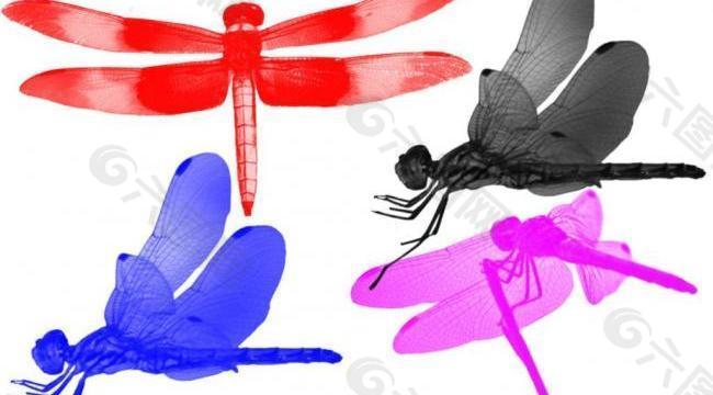 漂亮蜻蜓笔刷图片