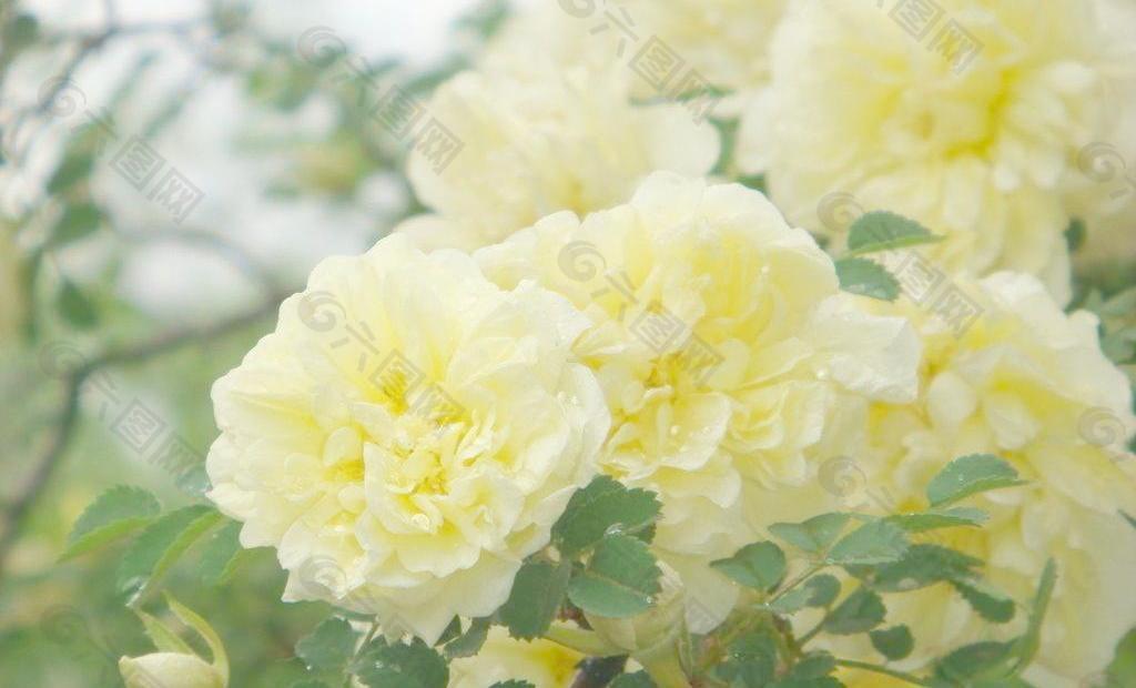 黄色蔷薇图片