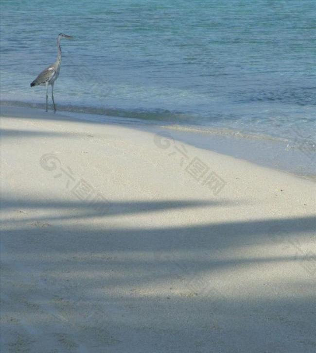 苍鹭 海滩 沙滩 水波图片