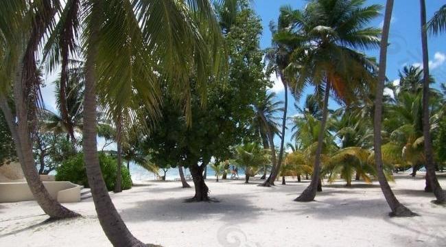 椰林沙滩图片