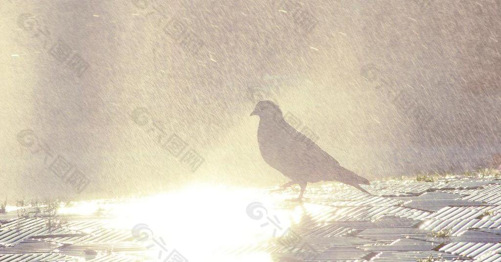 下雨天图片