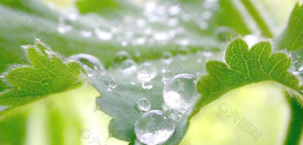 新雨后图片