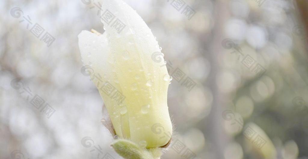 白玉兰花图片