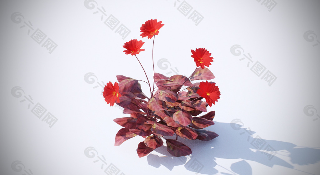红叶小植物