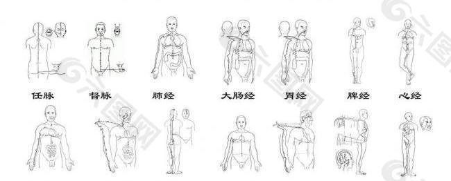 十四经络线描图图片