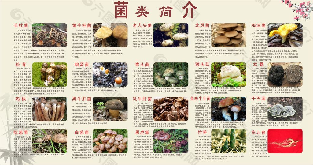 各种食用菌图片及名称图片