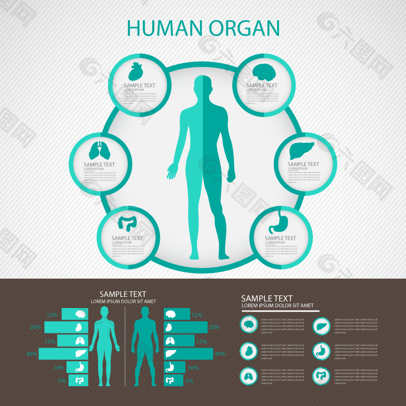 人体器官信息图