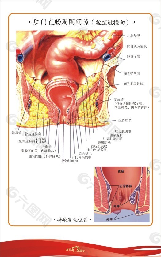 肛肠解剖图