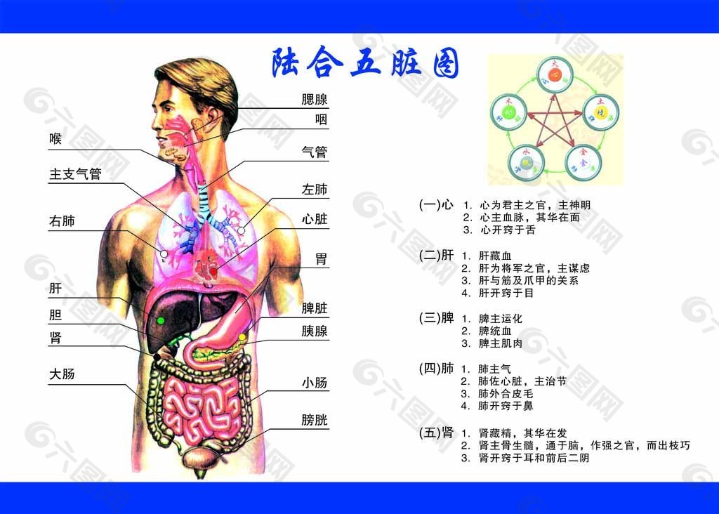 人体经络图图片