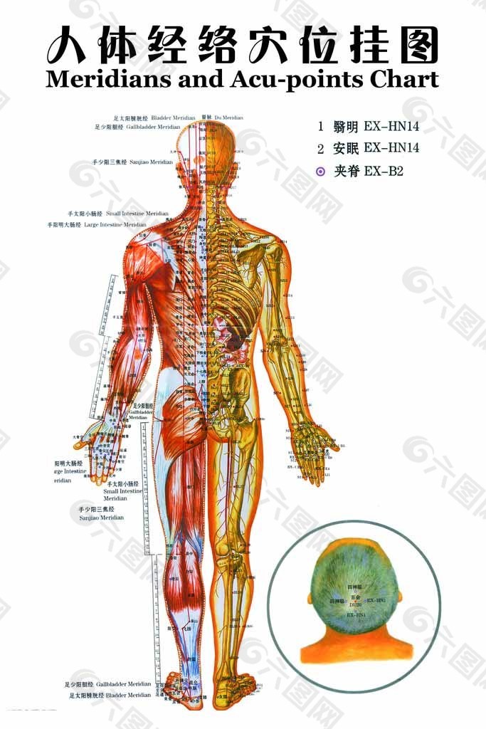 人体经络穴位挂图图片