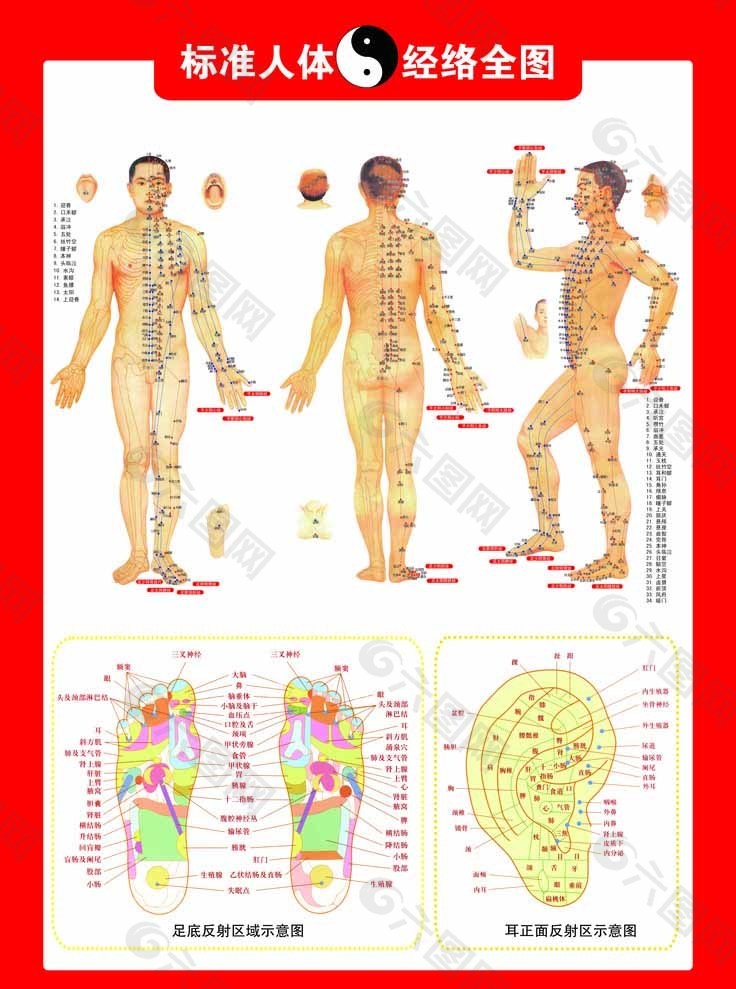 人体标准经络全图图片