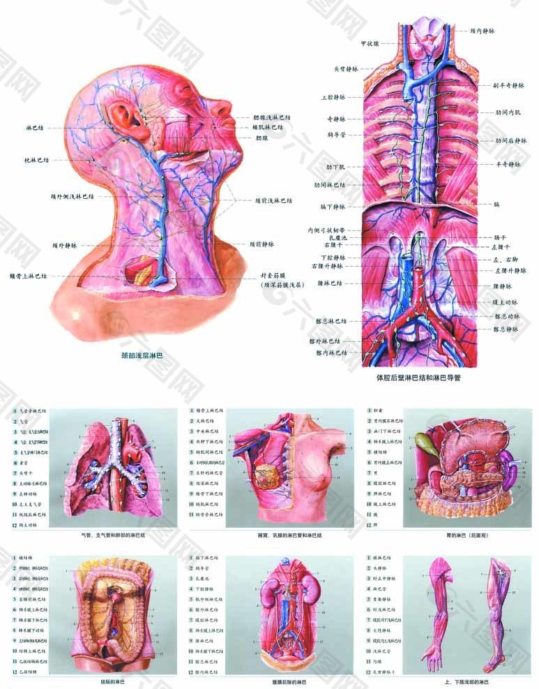 人体解剖图图片
