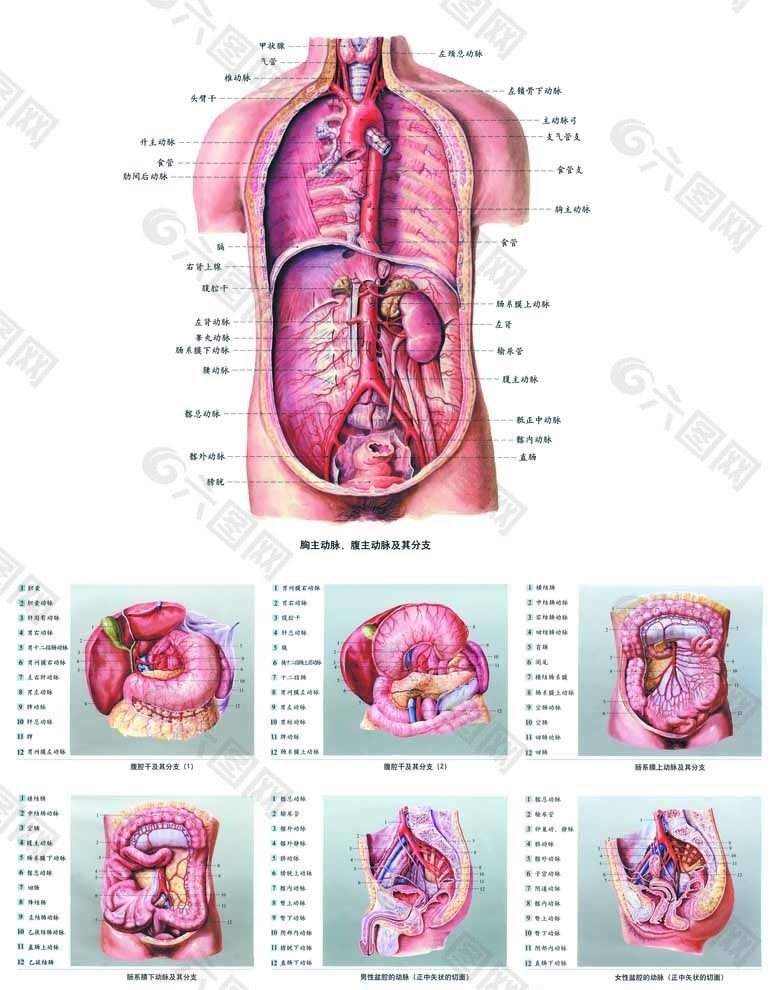 人体解剖图片