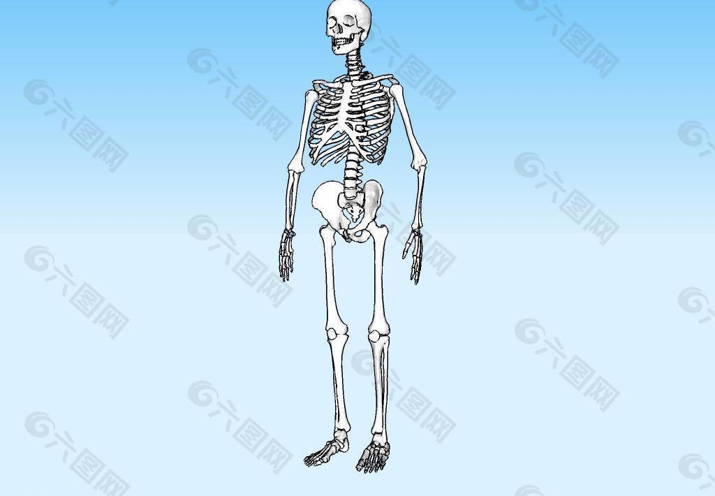 人体骨骼3D模型