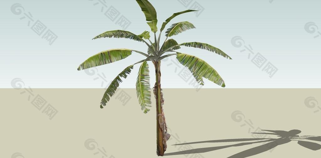 香蕉树