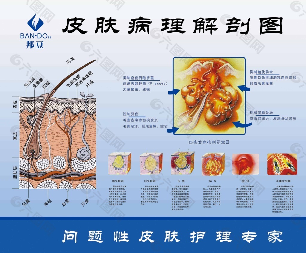 皮肤病理解剖图