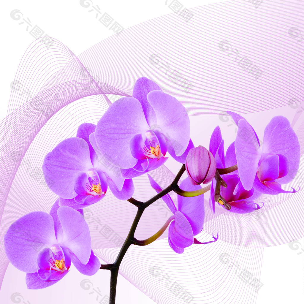紫色花素材