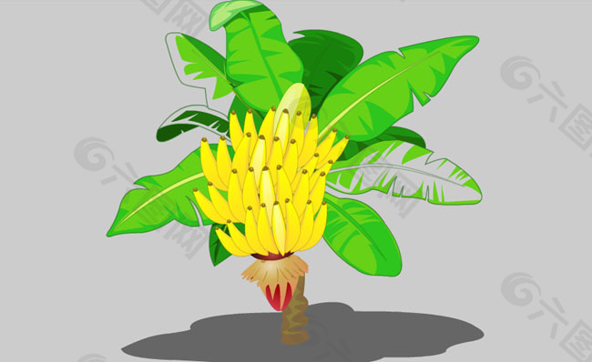 香蕉树flash