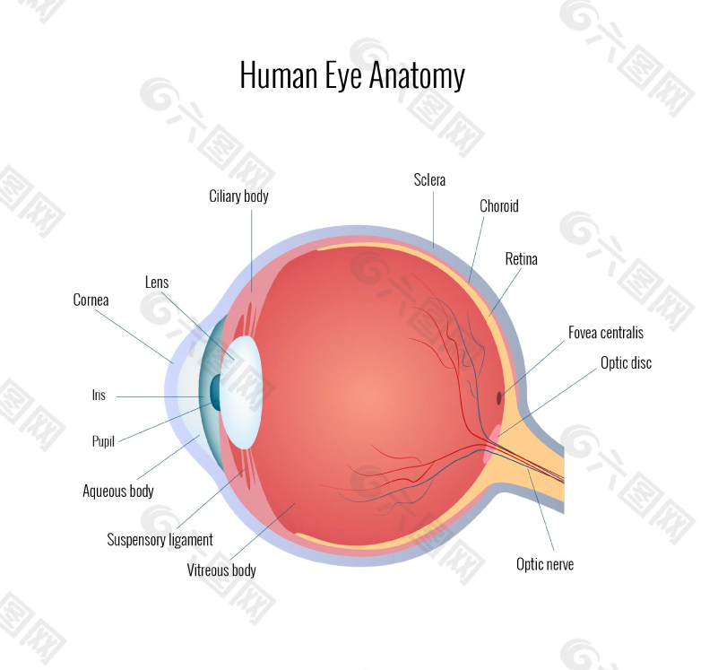 人的眼睛结构图
