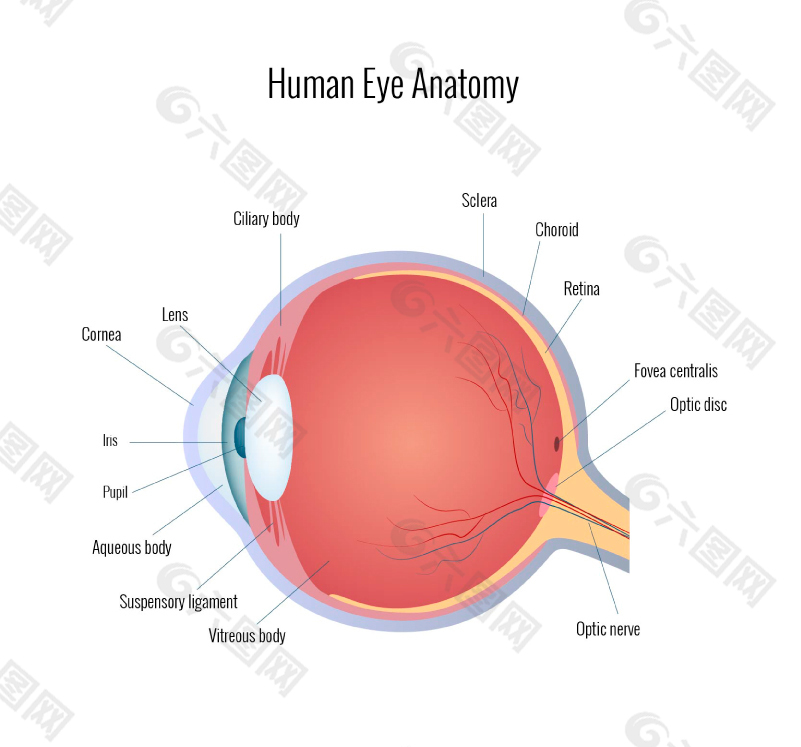 人的眼睛結構圖